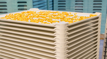 Neatly stacked drying trays holding yellow softgels