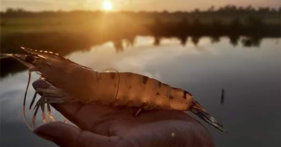 The Role of Bacterial Products in Aquaculture, Shrimp & Fish Farming