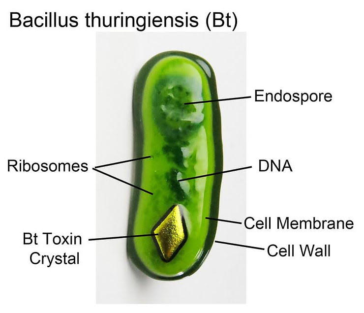 bti-microbe