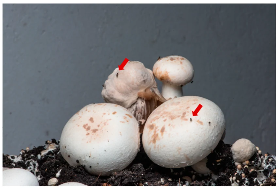 How Mushroom Farmers Can Deal with Phorid Fly Infestations