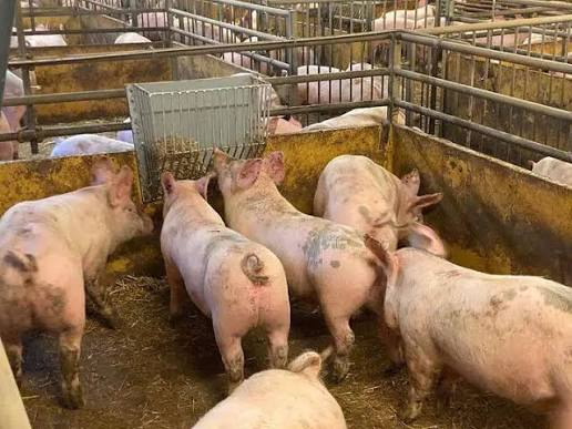 Odor Control in Hog and Poultry Farms: Why It Matters and What Actually Works